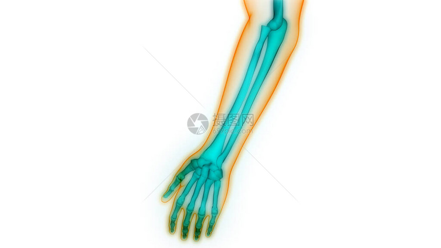 人体骨骼系统手骨结图片