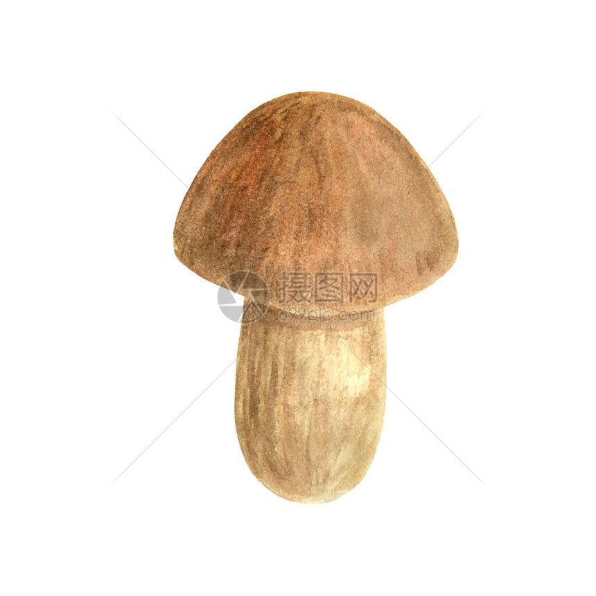 水彩蘑菇食用菌插图手绘牛肝菌或牛肝菌孤立在白色背景上海报书籍装饰包装菜单的图片