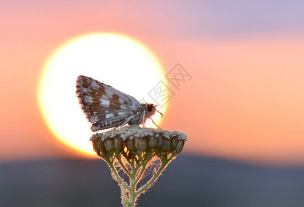 日落和花蝴蝶照片图片