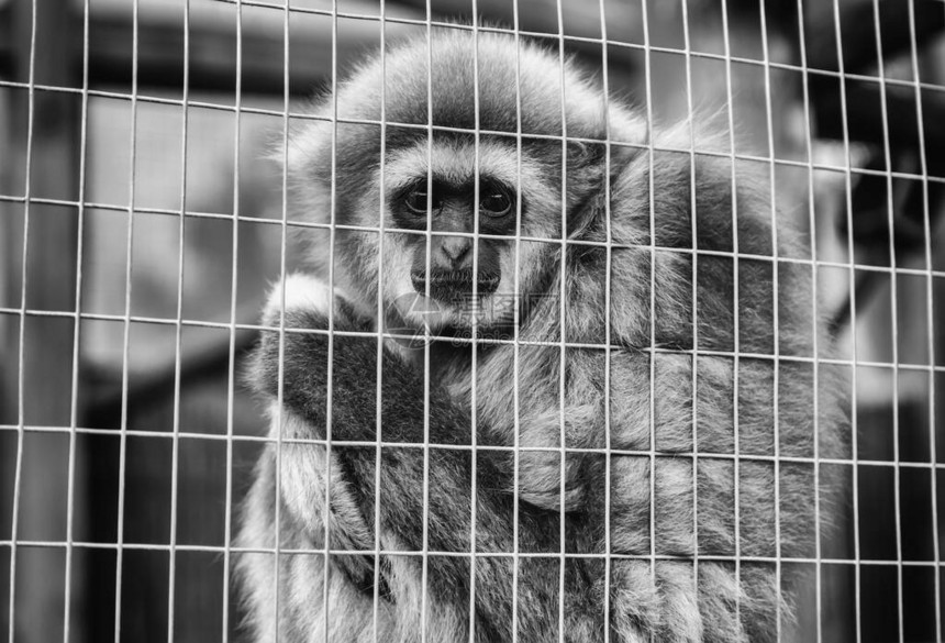 可悲的猴子笼被遗弃动物的细图片