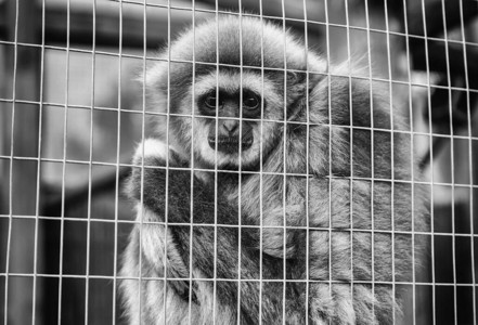 可悲的猴子笼被遗弃动物的细图片