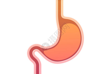 医学概念中的胃图图片