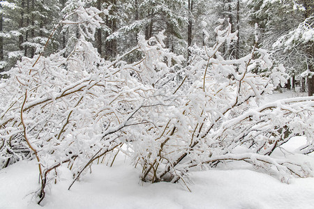 在大雪下的灌木丛在暴风雪中图片