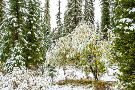 秋天森林第一次降雪黄树叶下图片