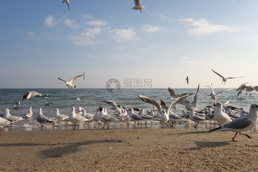 海鸥和鸽子在海滩的海滨阳图片