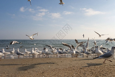 海鸥和鸽子在海滩的海滨阳图片