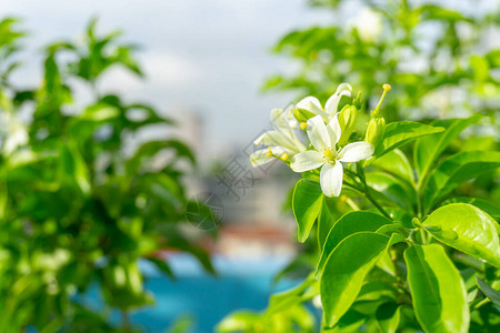 阳光下绿叶背景上盛开的橙子茉莉花白皮塔图片