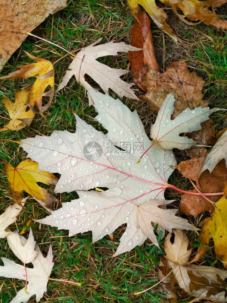秋叶上下水滴清晨的雨滴图片