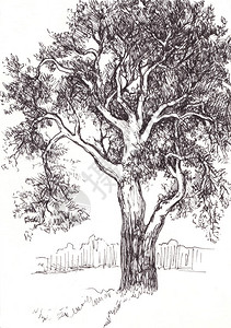 水墨松枝白色背景上老松树的水墨素描背景