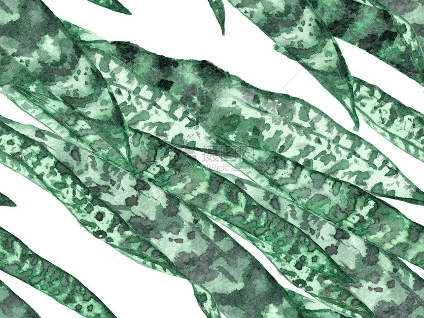 水彩叶无缝图案夏季花卉背景植物森林插图异国情调的泳装设计夏威夷水彩画复古生态报告图片