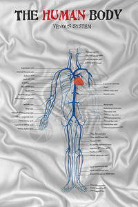 丝缎织物质地上的人体静脉系统图图片