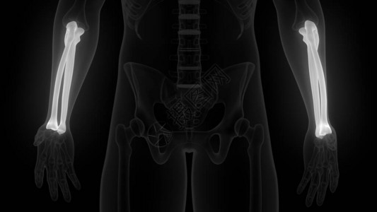 人类骨骼系统解剖3D转化的半径和Ul图片