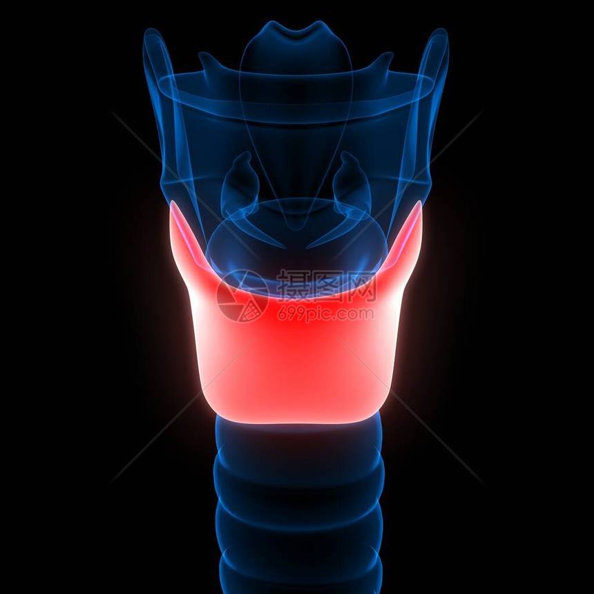 人体腺甲状腺解剖X射线3D渲染图片