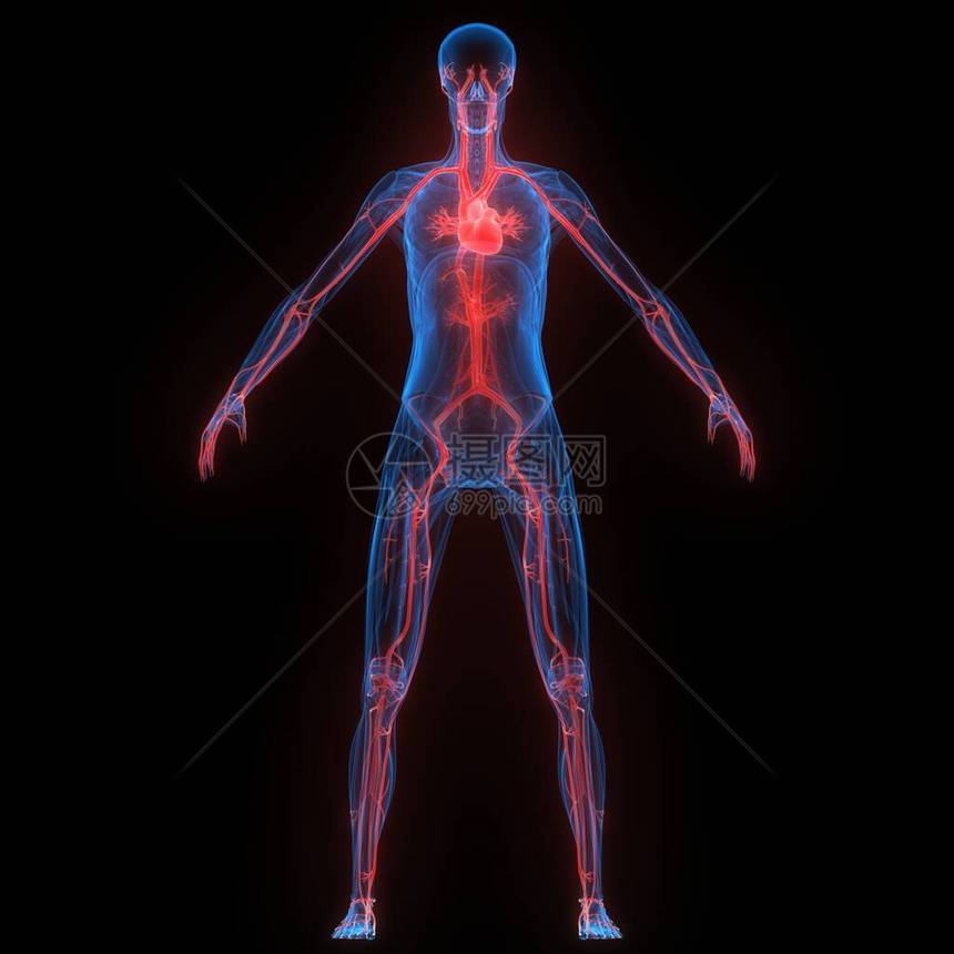人体心脏内心器官循环系统解剖X图片