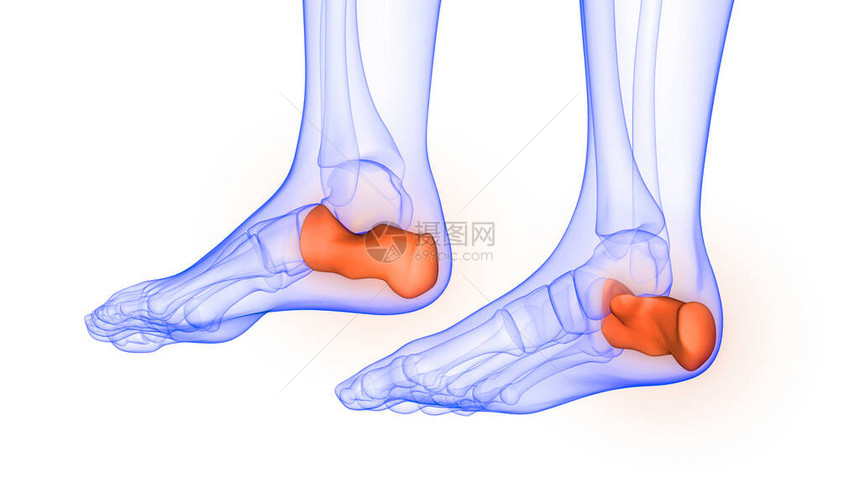 CalcaneusBone人类骨骼系图片