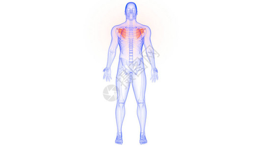 人体骨骼系统解剖学3d渲染的肩胛骨关节图片