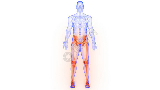 人体骨骼系统解剖3D转化图片