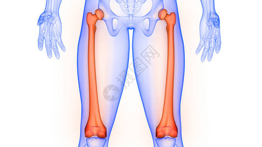 FeumrBone人类皮肤系统图片