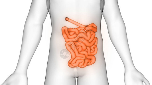 人体消化系统内脏器官小肠解剖X射线背景图片