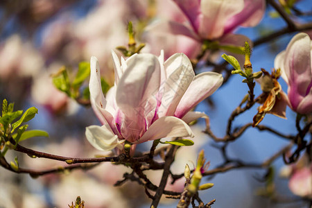 花园里的玉兰树和春天的花朵蓝天背景玉兰树在玉兰的大美丽粉红色花朵图片