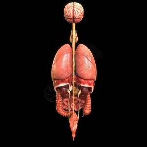 人体消化系统解剖后视图3D图片