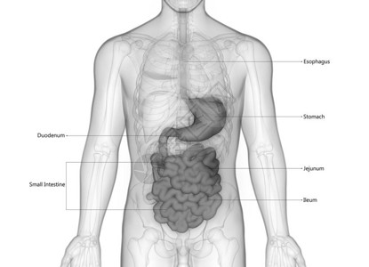 人体消化系统解剖3D图片