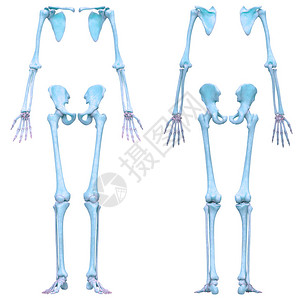 3D人类骨骼系统外壳机能骨图片