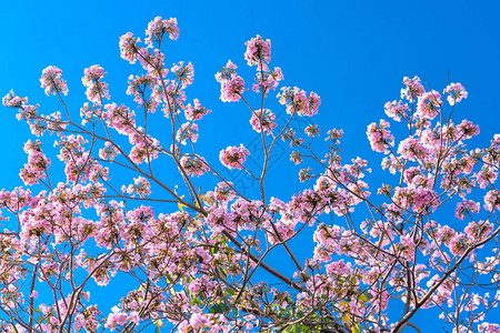 粉红百合在早期阳光下明亮的花朵高清图片