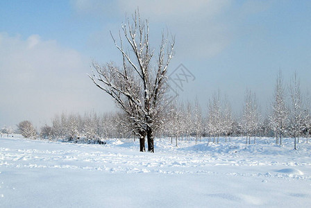 冬季寒冷日的雪和冰覆盖树木图片