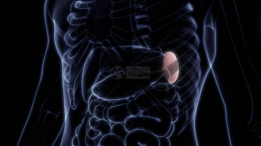 人体内部器官系统解剖X射线图片