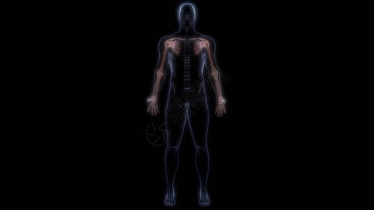 人体骨骼系统解剖学3D转化的上层Lim图片