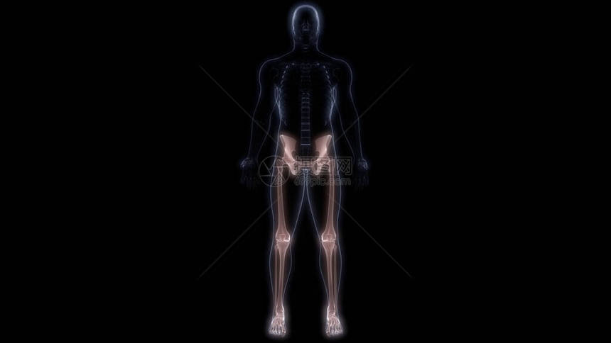 人体骨骼系统解剖3D转化图片