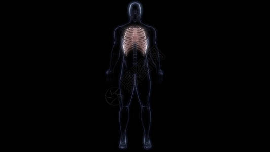 人体骨骼系统解剖学3d渲染的肋骨关节图片