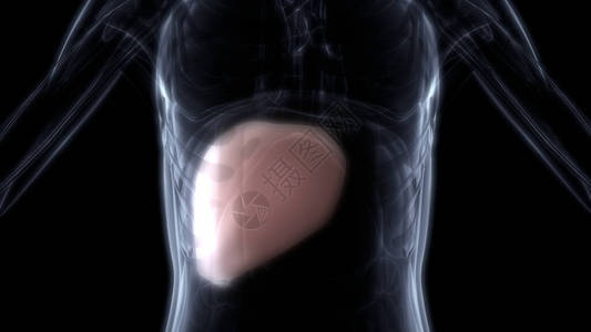 人类消化系统3D解剖X光高清图片