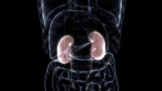 内脏系统肾上腺人体内部器官3D直径X图片