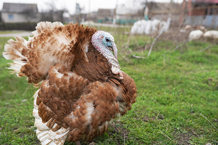 土耳其养殖场家禽火鸡在草地上吃草一群图片