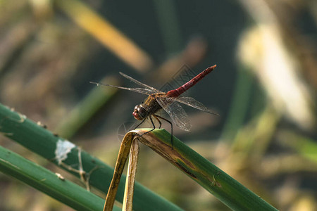蜻蜓昆虫动物自然宏观蜻蜓图片