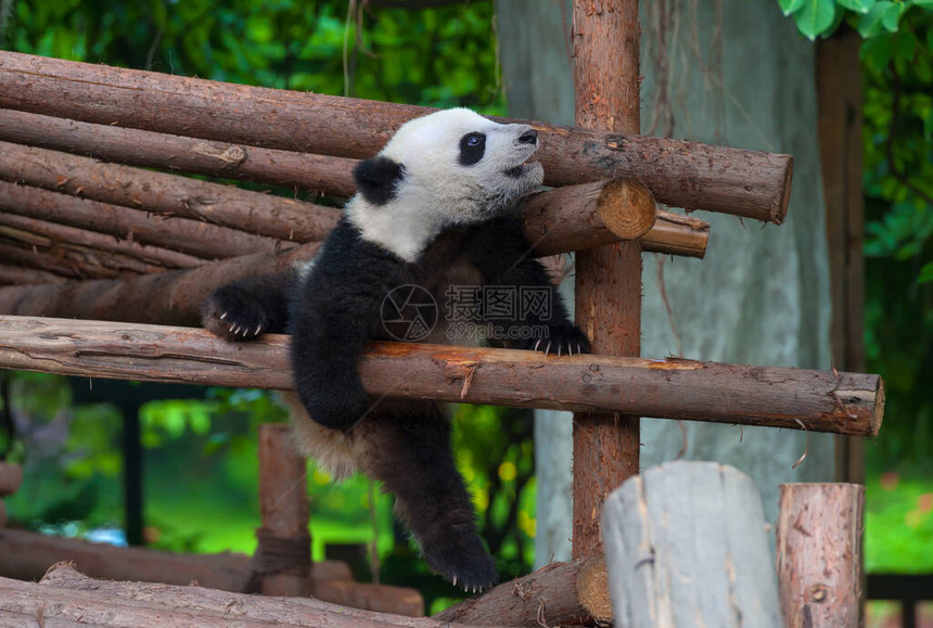 可爱的大熊图片