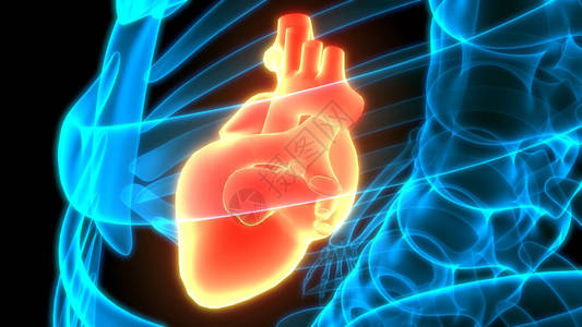 人类心脏解剖图3D图片