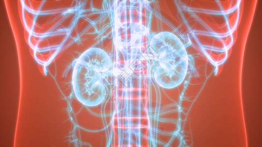 人体器官肾脏的3D插图图片