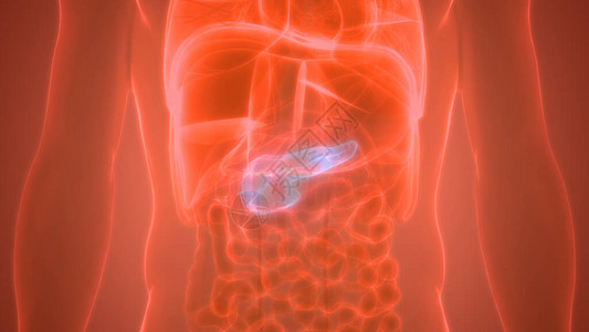 人体消化内部器官Pancrea图片