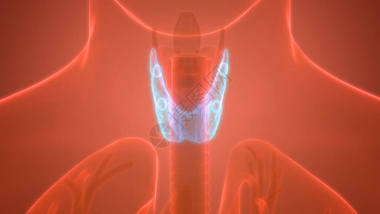 人体身Glands甲状腺甘地图片