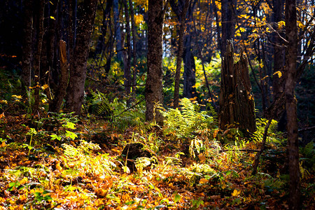 美丽的秋天风景的全景一个景色优美的森图片