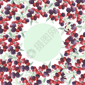 黑莓图案圆框水彩手绘印花纺织浆果水树叶枝春天夏复古果酱汁素食主义天然图片