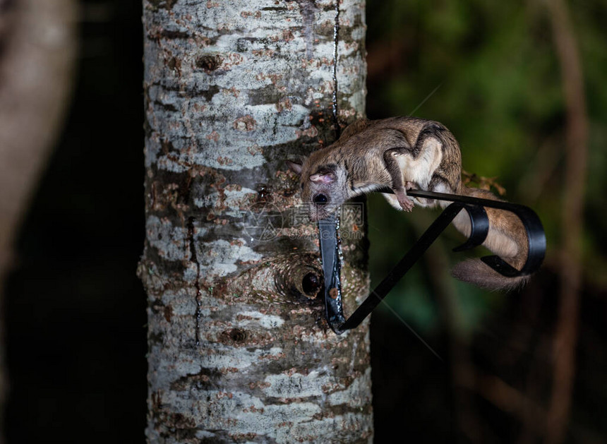 夜里西伯利亚飞松鼠在森林中图片