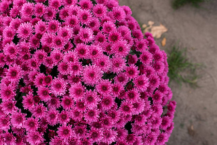 明亮美丽的菊花生长在花园里五颜六色的花图片