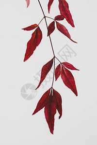 白色背景上有深红色叶子的植物图片