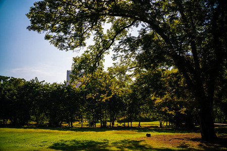 城市公园绿树林日晒光图片
