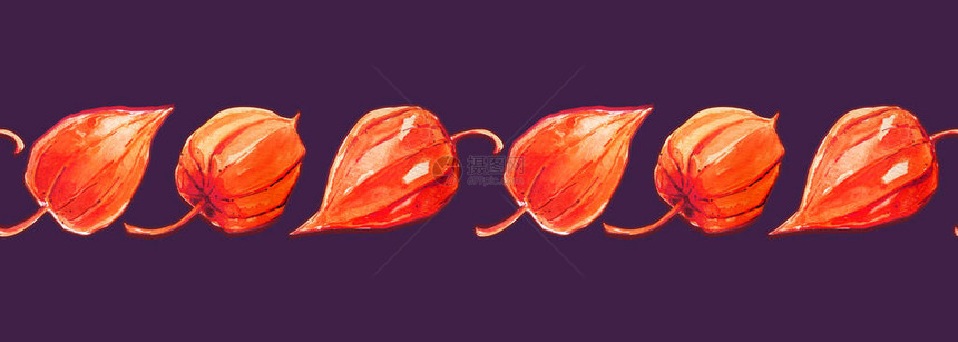 酸浆图案边框红果番茄简单秋季明亮可爱幼稚水平图片