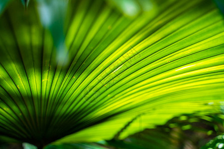绿色棕榈树叶关闭纹理热带森林图片